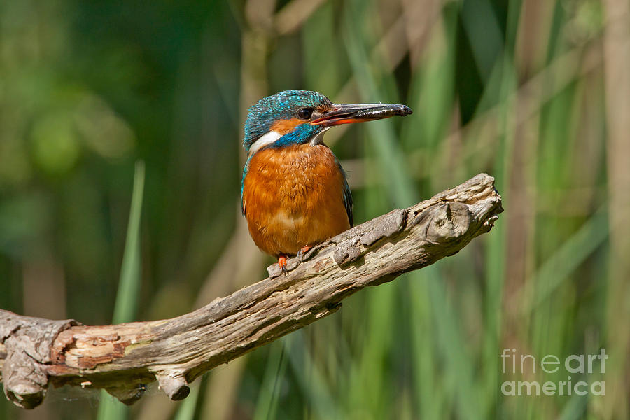 European Kingfisher With Fish Photograph by Thomas Hanahoe