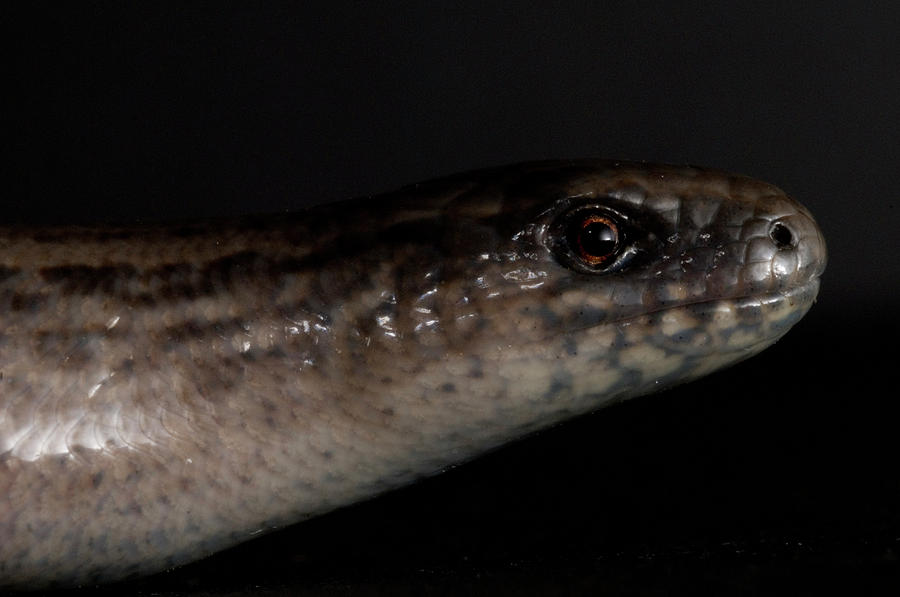 European Legless Lizard Ophisaurus Photograph by Aaron Ansarov - Fine ...