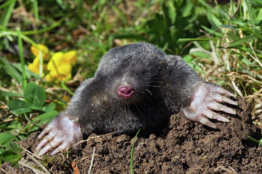 European Mole Emerging From Its Burrow Photograph by John Devries/science Photo Library