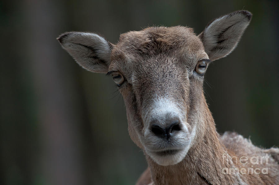 European Mouflon Photograph by Thomas Gehrke