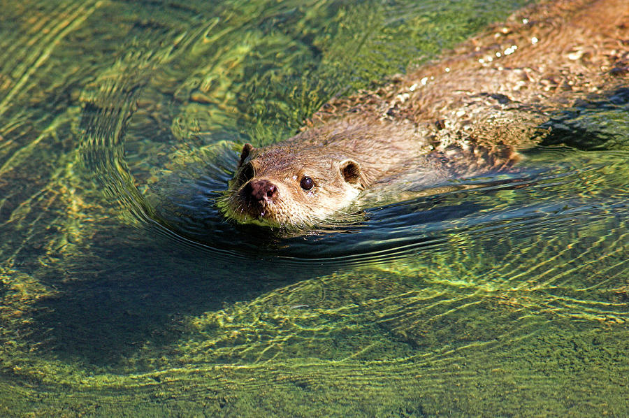European Otter Photograph by Duncan Shaw/science Photo Library