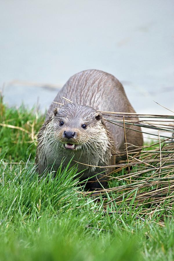 European Otter Photograph by Science Photo Library European Otter Photograph by Science Photo Library