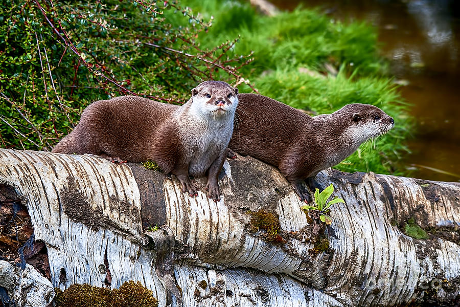 European Otters Photograph by Chris Thaxter