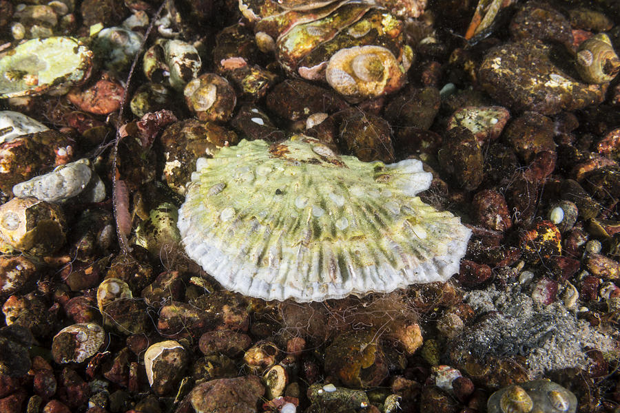European Oyster Photograph by Andrew J. Martinez
