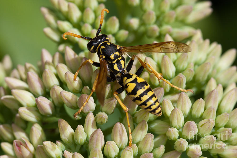 Wildlife Photograph - European Paper Wasp by Clarence Holmes