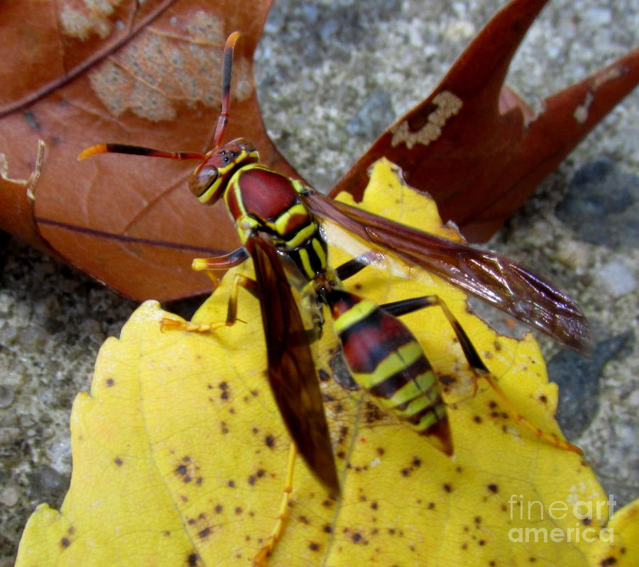 European Paper Wasp Photograph By Joshua Bales Fine Art America