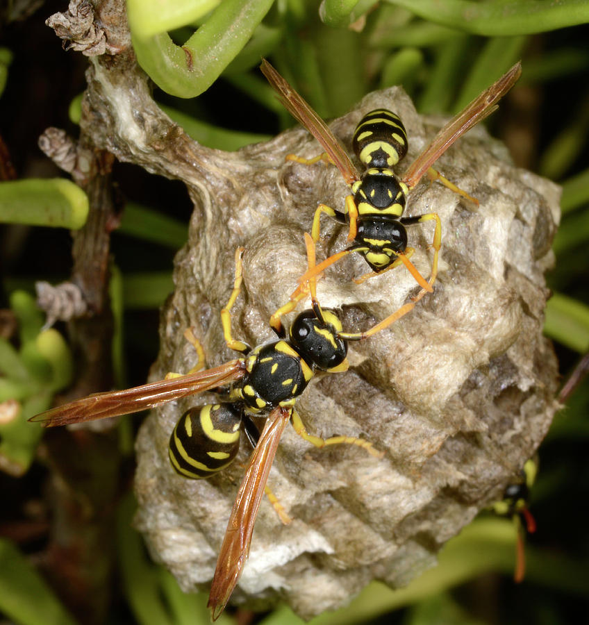 Nature Photograph - European Paper Wasps And Nest by Nigel Downer
