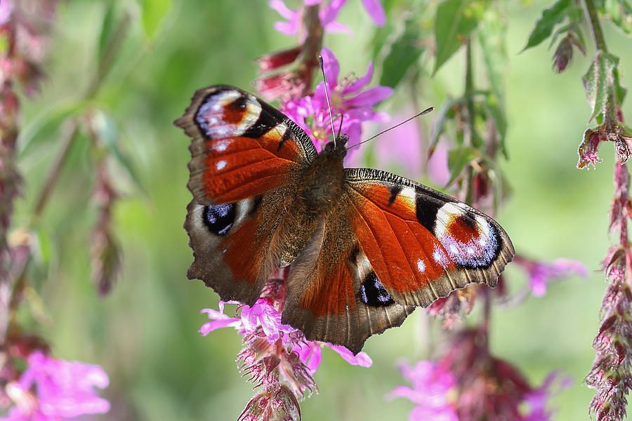 European Peacock Butterfly - Nymphalis io Photograph by Jivko Nakev