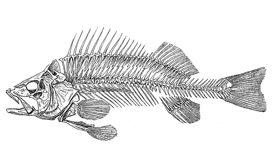 European perch skeleton (Perca fluviatilis) Drawing by Nastasic