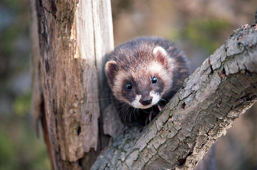 European Polecat Photograph by Dr P. Marazzi/science Photo Library