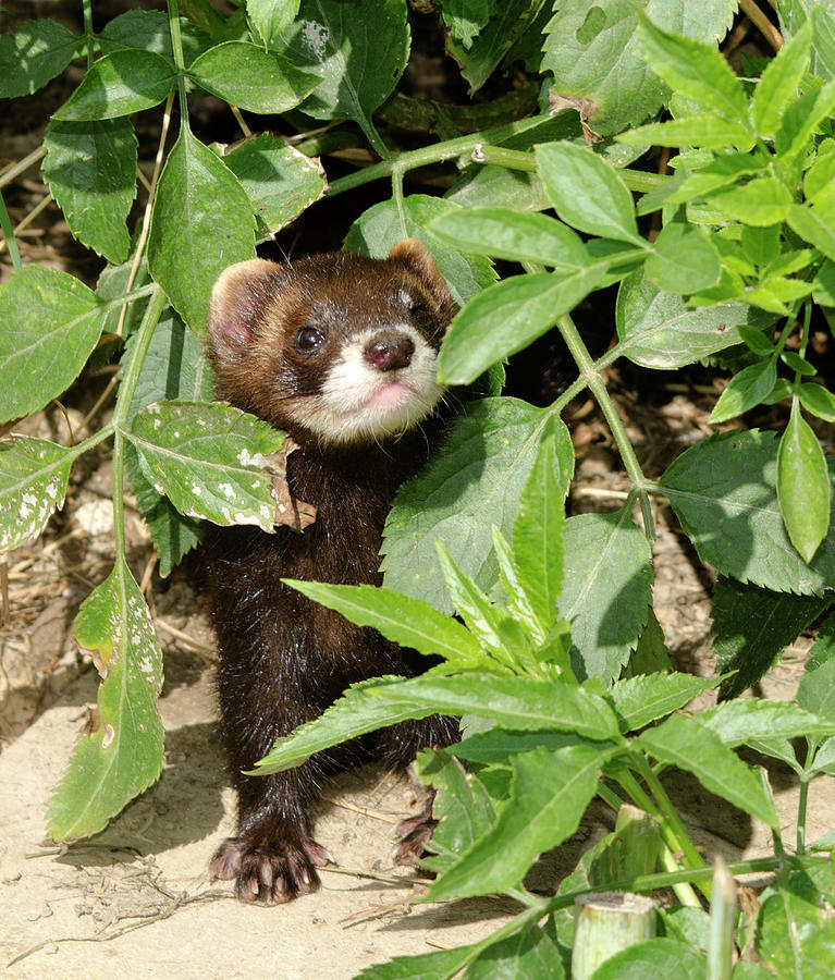 European Polecat Photograph By Nigel Downer Fine Art America