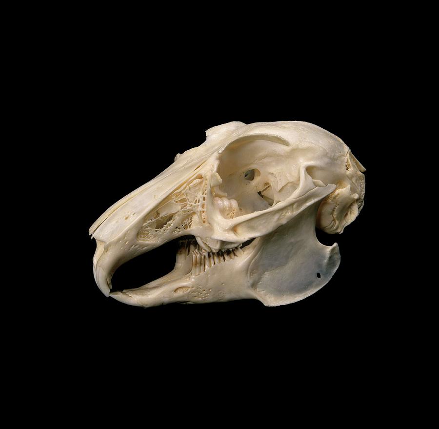 European Rabbit Skull Photograph by Natural History Museum, London/science Photo Library