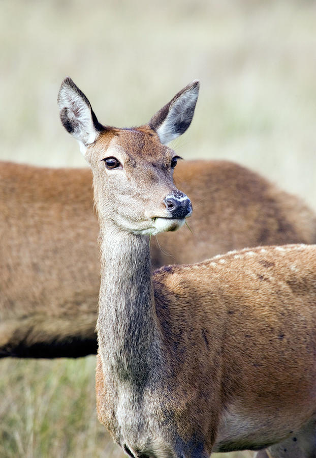 European Red Deer Doe Photograph by John Devries/science Photo Library ...