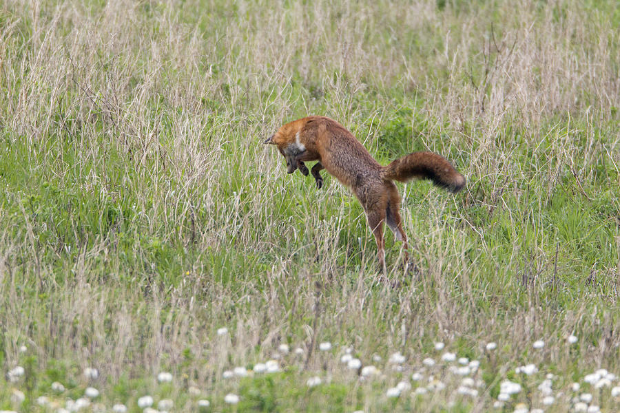 Fox Photograph - European Red Fox by Duncan Usher