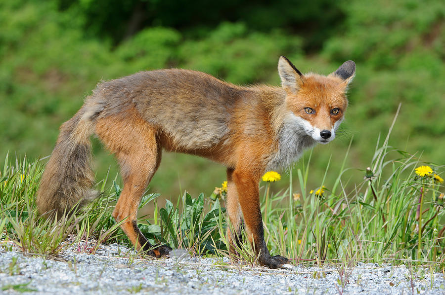 European Red Fox Photograph by Willi Rolfes - Pixels