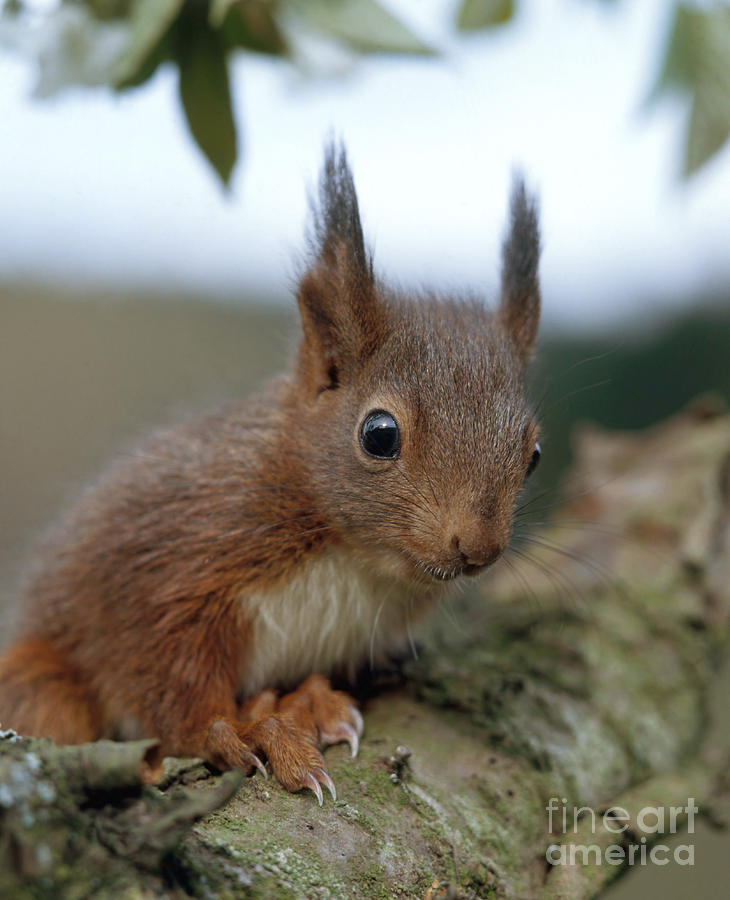 European Red Squirrel Photograph by Hans Reinhard