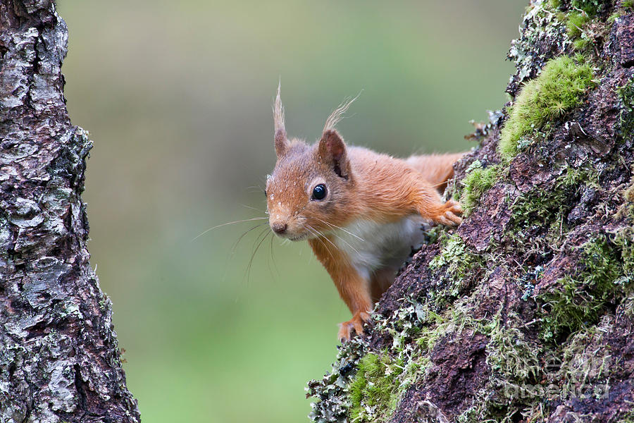 European Red Squirrel Photograph by Thomas Hanahoe