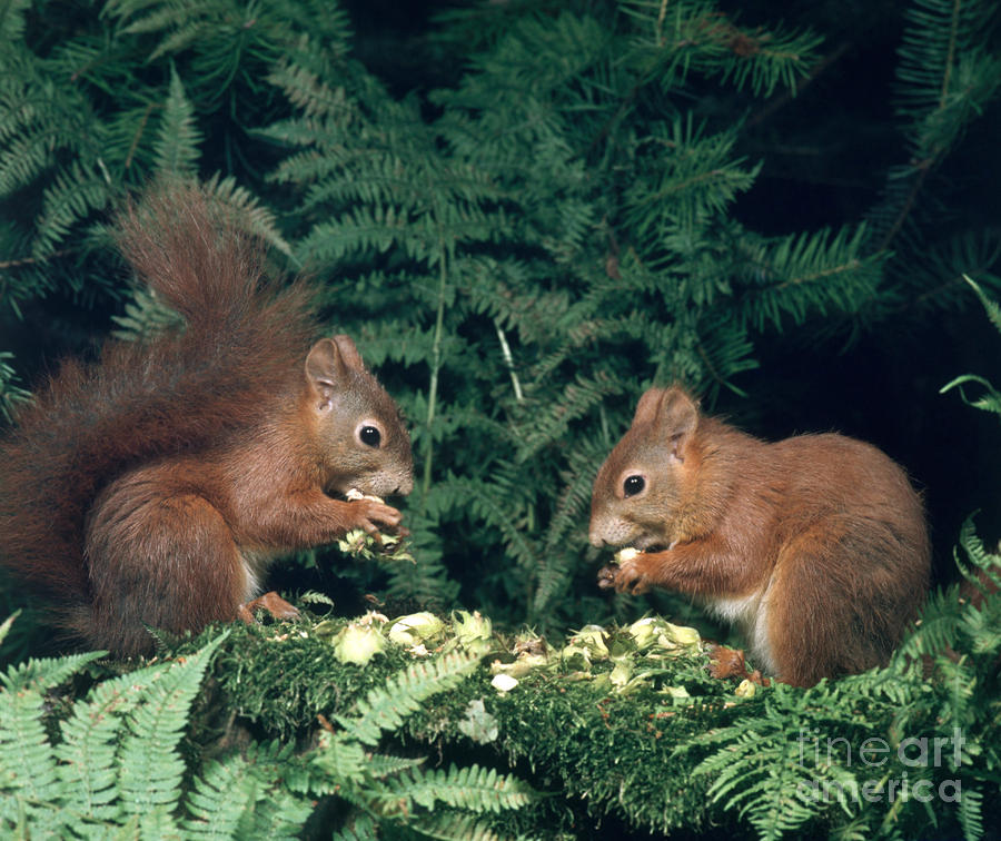 Wildlife Photograph - European Red Squirrels by Hans Reinhard