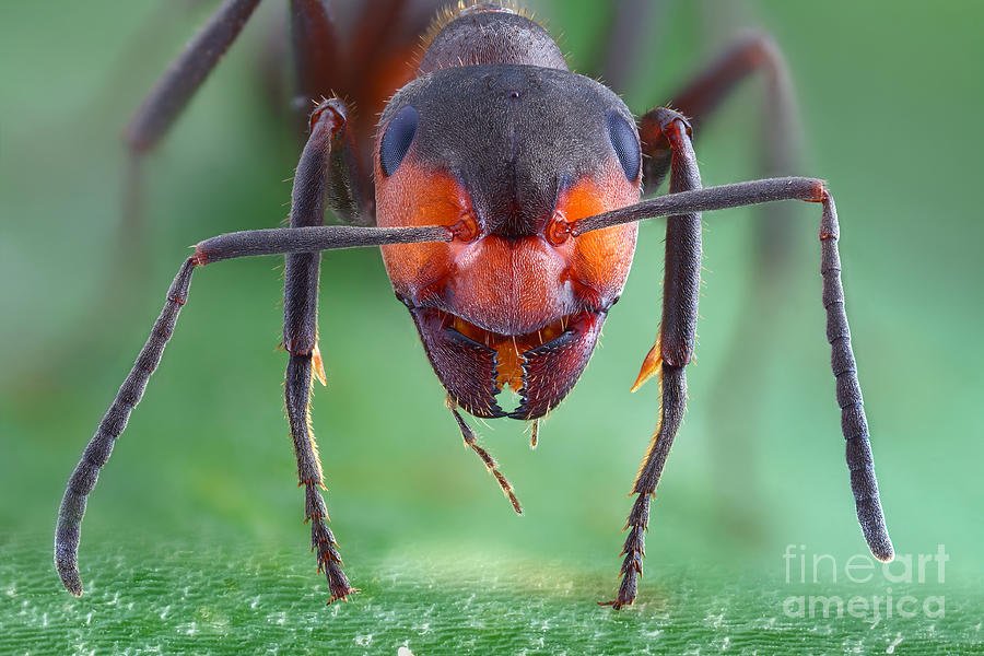 Ant Photograph - European Red Wood Ant by Matthias Lenke