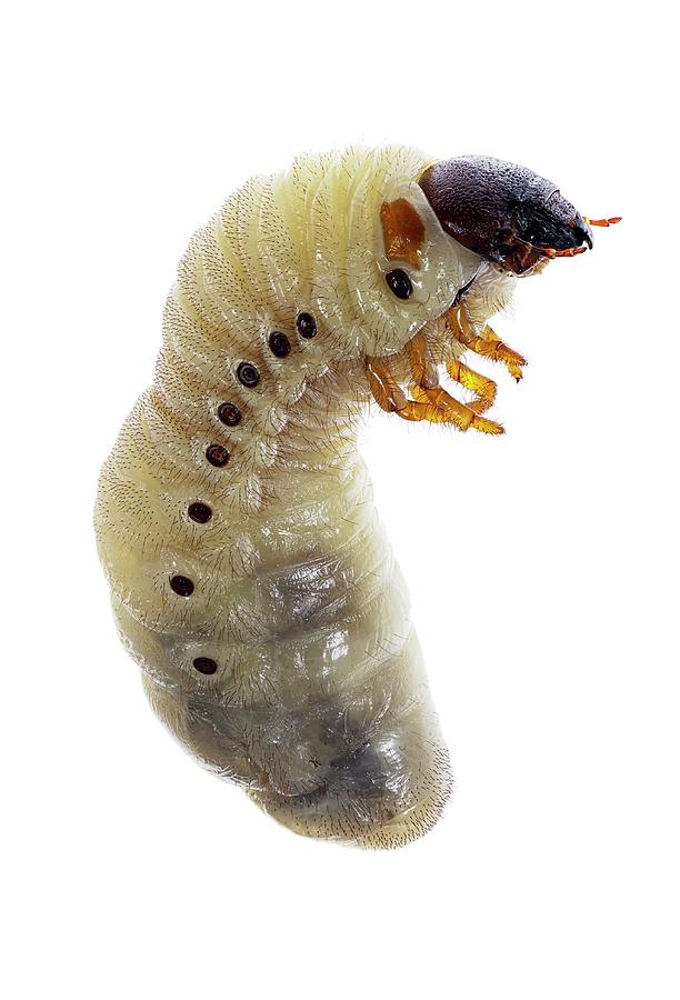 rhinoceros beetle larvae