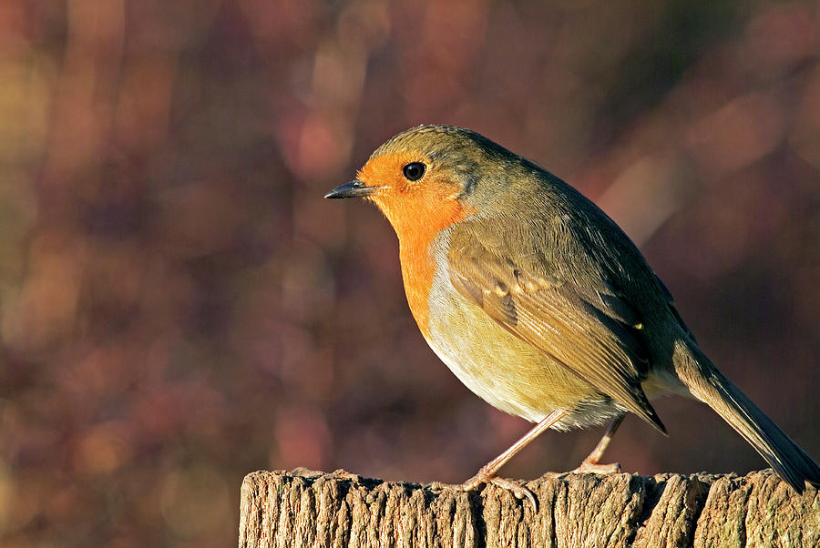 European Robin Photograph by Anthony Cooper/science Photo Library