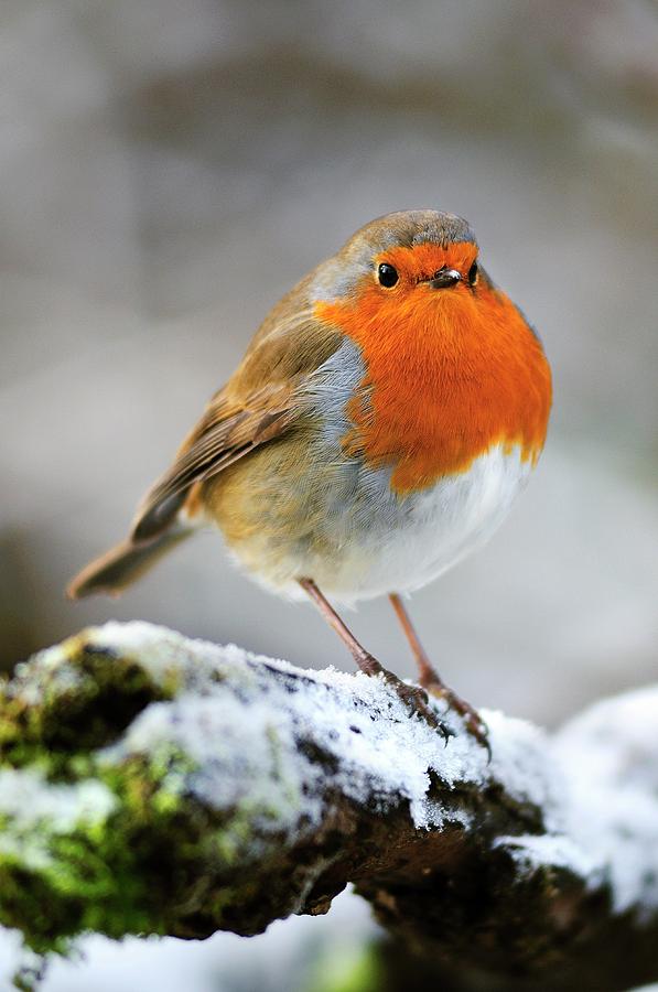 European Robin Photograph by Colin Varndell/science Photo Library