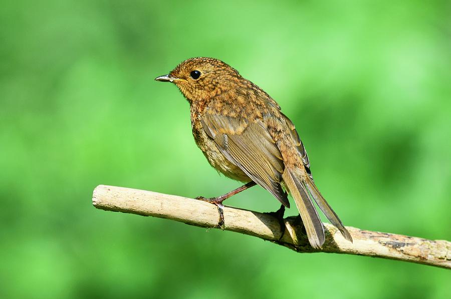 European Robin Fledgling Photograph by Colin Varndell/science Photo Library