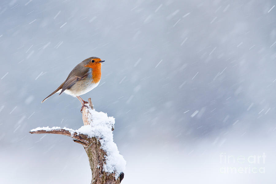 European Robin In Winter Photograph by Thomas Hanahoe