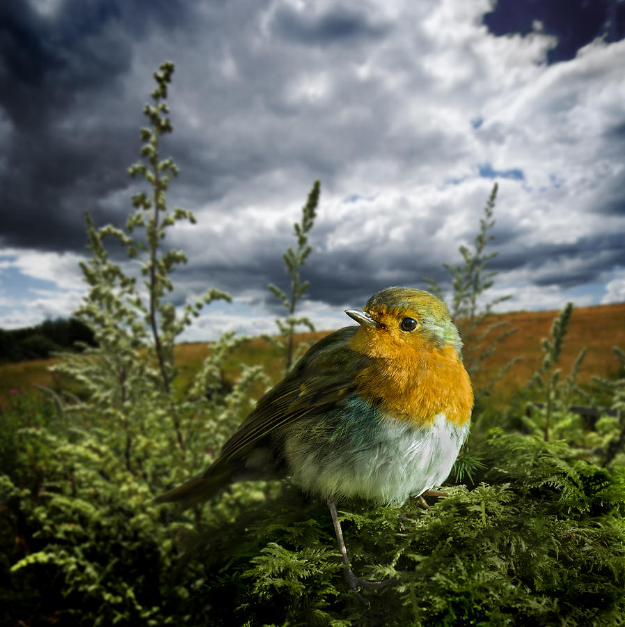 Robin Photograph - European Robin On Moss by Meirion Matthias