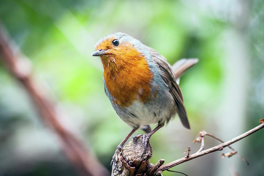 European Robin Photograph by Paul Williams - Fine Art America