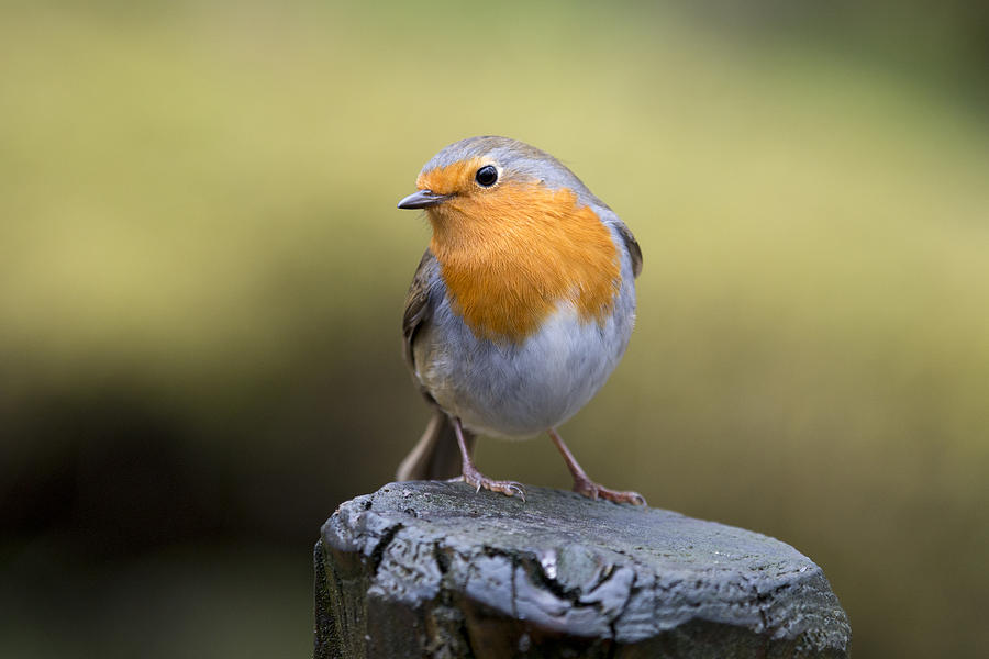 European Robin perched on a tree trunk Photograph by © Santiago Urquijo