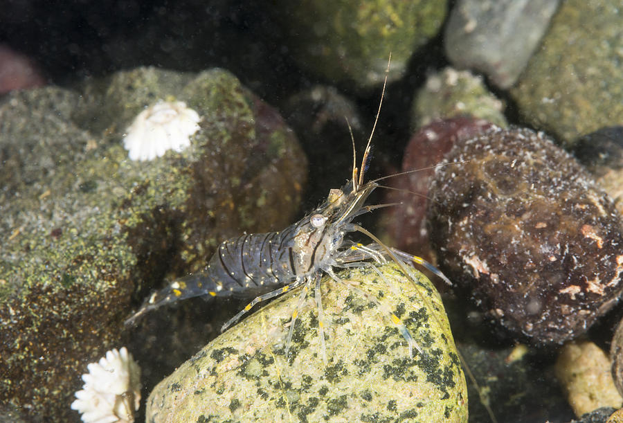 European Rock Shrimp Photograph by Andrew J. Martinez