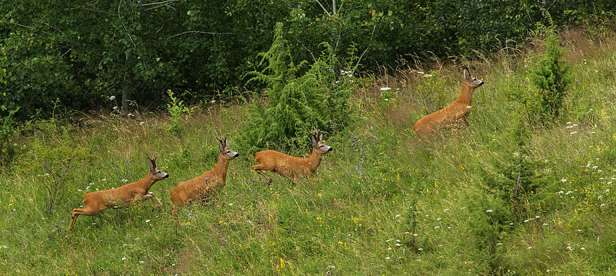 European roe deer Photograph by Mircea Costina Photography