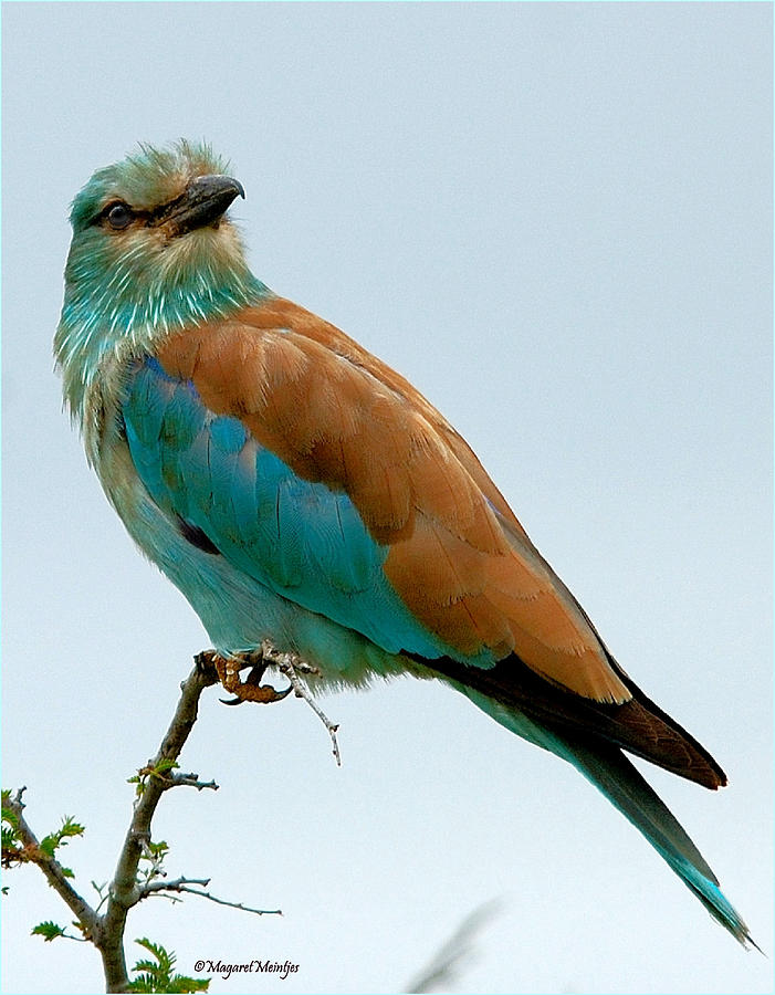 European Roller - Coracias Caudata Photograph by Judith ...