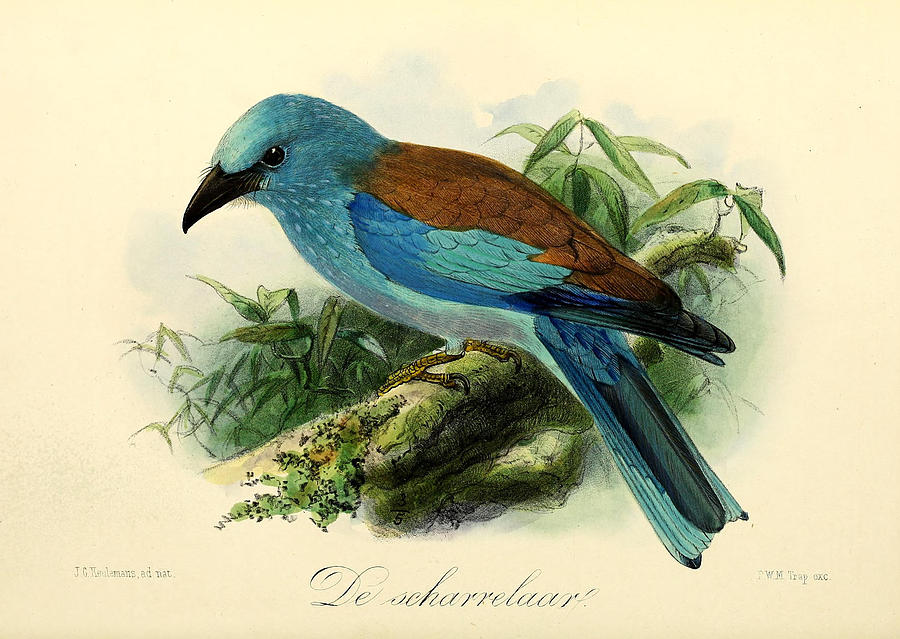 John James Audubon Painting - European Roller by Dreyer Wildlife Print Collections 