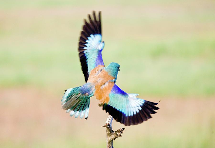 European Roller Photograph by John Devries/science Photo ...