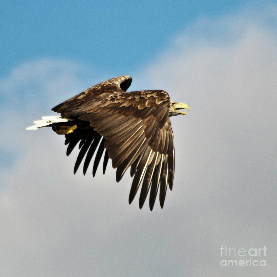 European Sea Eagle Photograph by Heiko Koehrer-Wagner