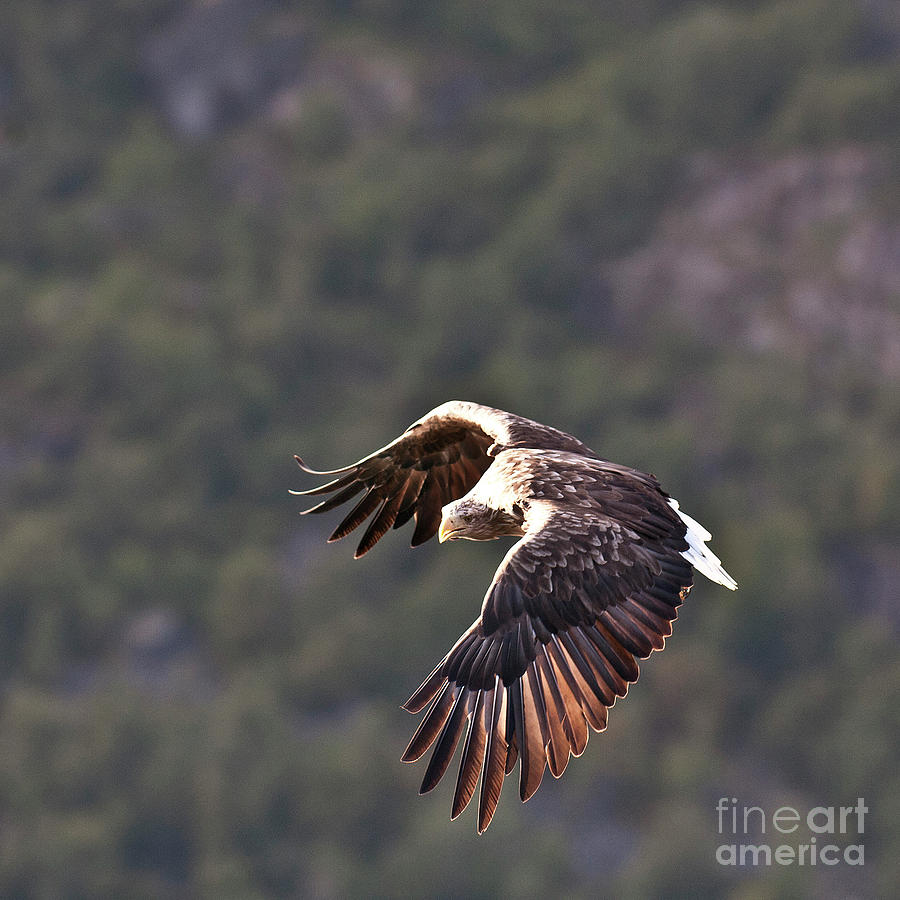 European Sea Eagle in Norway Photograph by Heiko Koehrer-Wagner