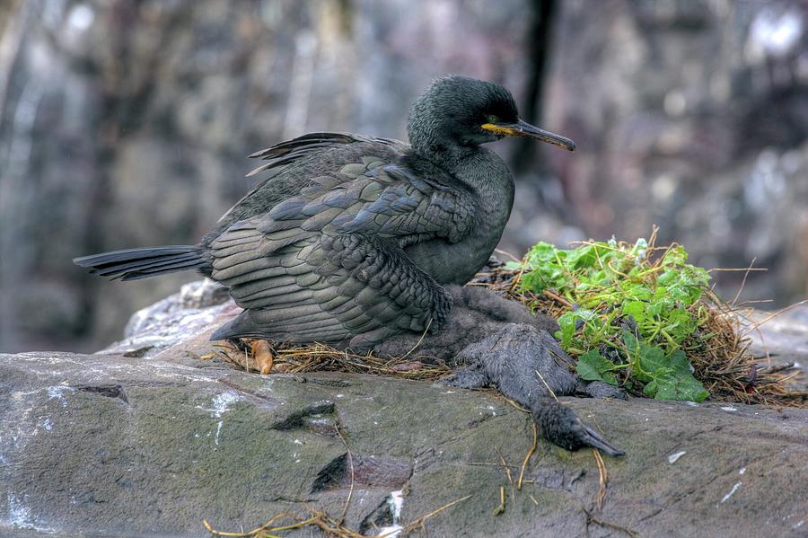 Nature Photograph - European Shag With Dead Chicks by Simon Booth/science Photo Library