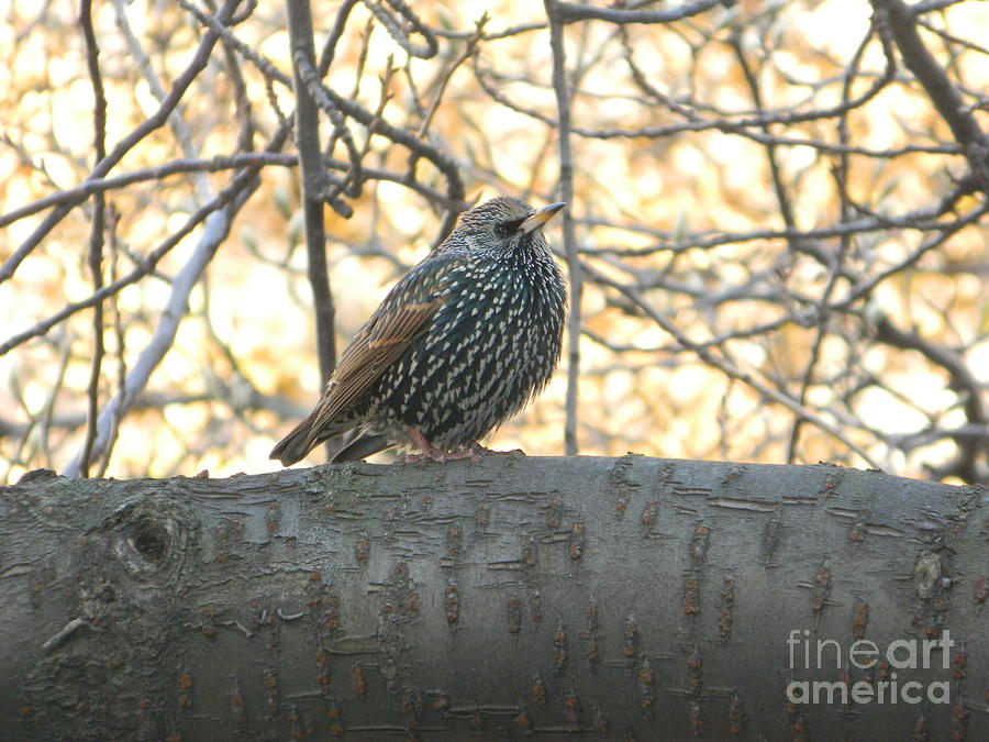 Bird In Tree Photograph - European Starling by Emmy Vickers