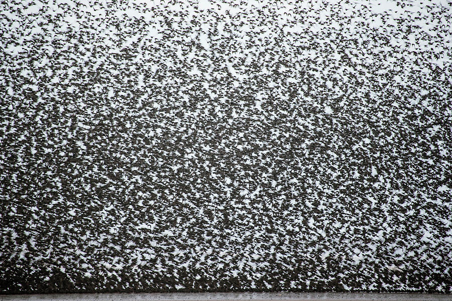 Sturnus Vulgaris Photograph - European Starling Flock by Simon Booth Sturnus Vulgaris Photograph - European Starling Flock by Simon Booth
