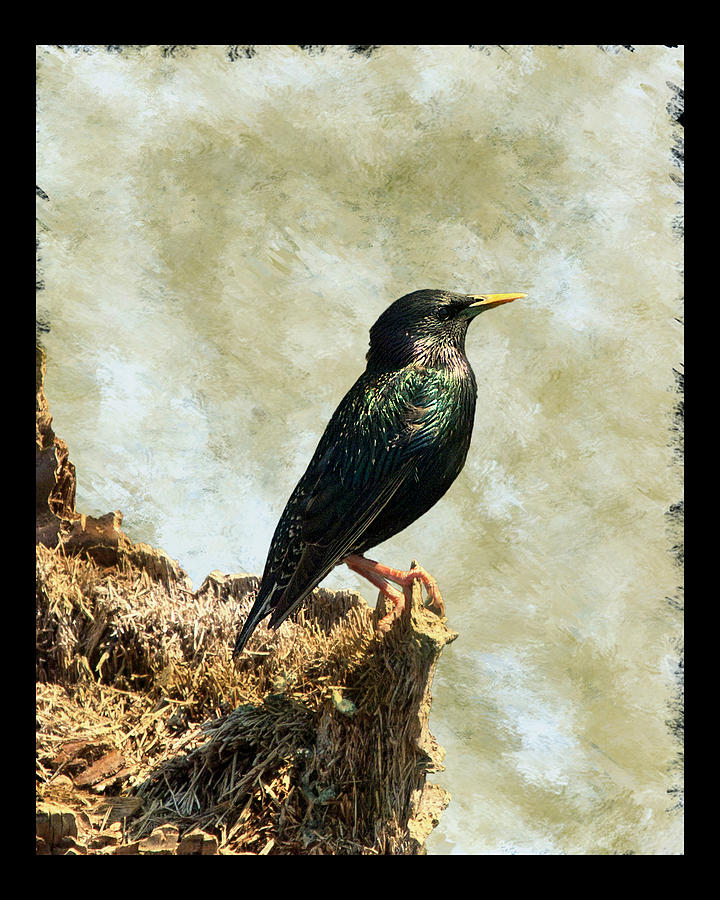 European Starling I Photograph by Dawn Currie
