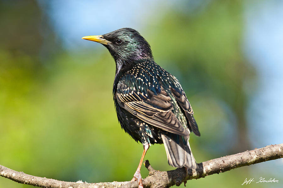 European Starling in a Tree Photograph by Jeff Goulden