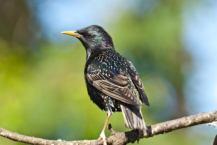 European Starling in a Tree Photograph by JeffGoulden