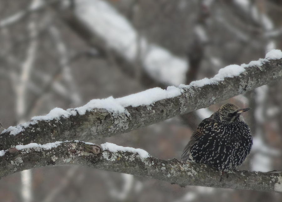 European Starling in Winter Plumage Photograph by Kathleen Luther