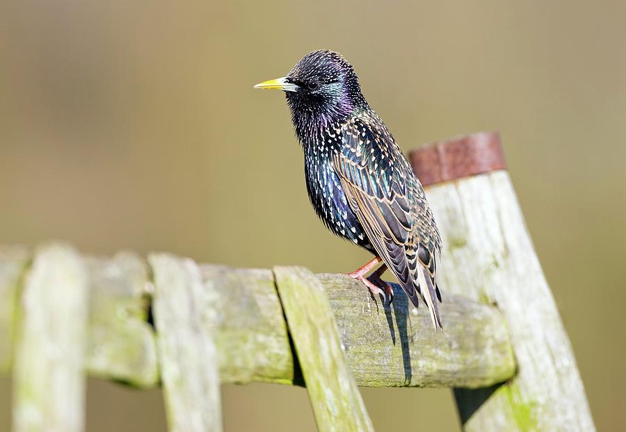 Common Starling Photograph - European Starling by John Devries/science Photo Library Common Starling Photograph - European Starling by John Devries/science Photo Library