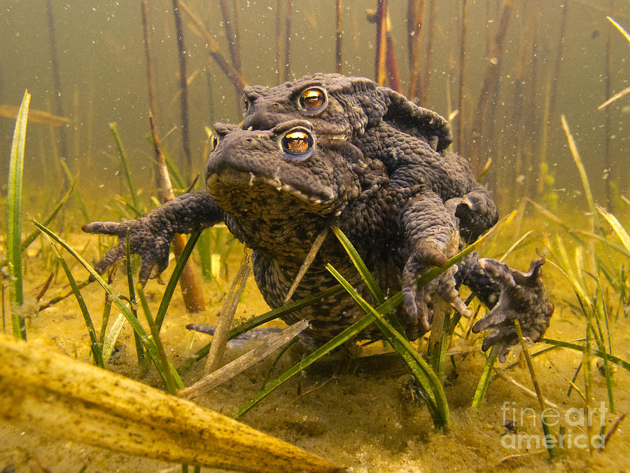 European Toad Pair Mating Noord-holland Photograph by Jan Smit