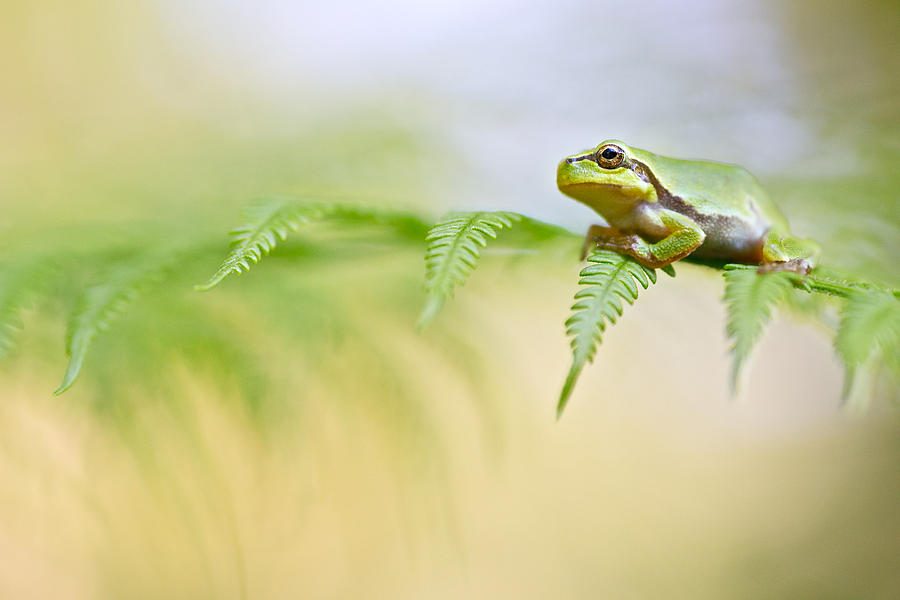 Nature Photograph - European tree frog by Dirk Ercken