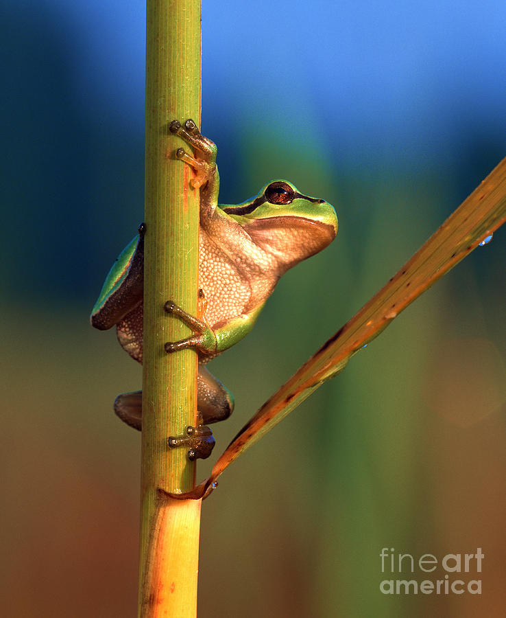 European Tree Frog Photograph by Hermann Eisenbeiss