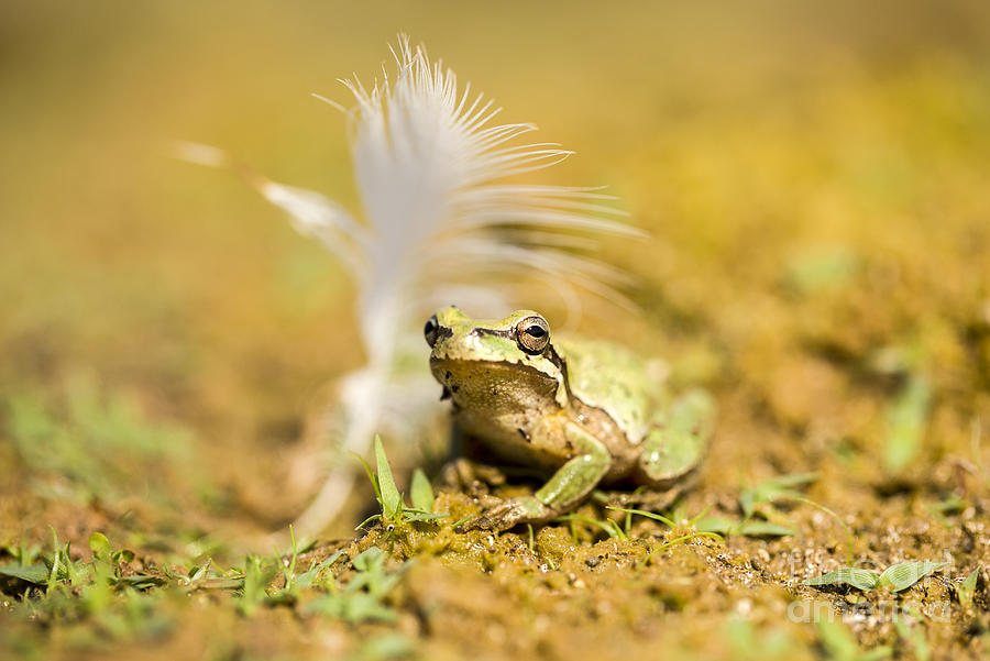 European tree frog Hyla arborea Photograph by Alon Meir